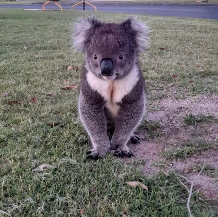 Coola Mallacoota